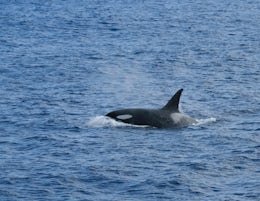 An Orca seen from our balcony room.