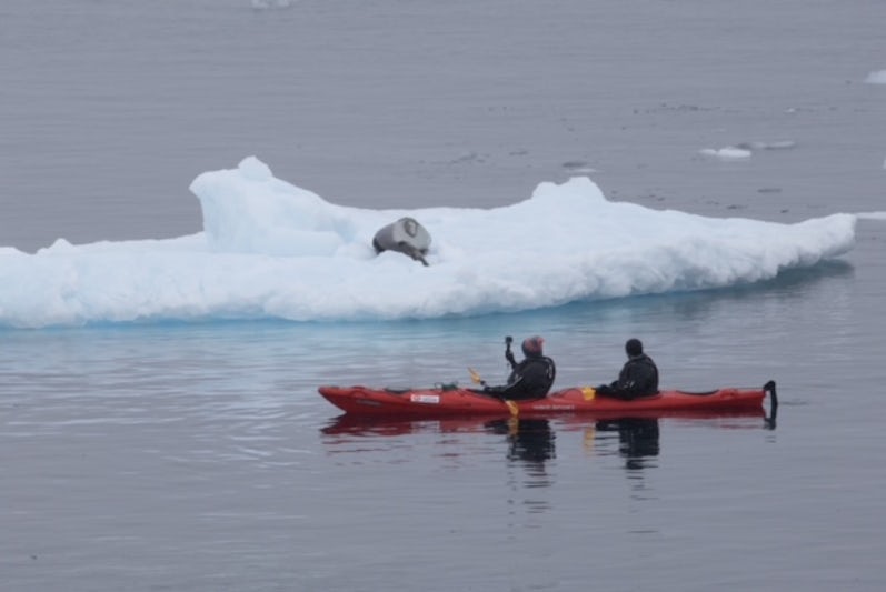 Checking out a seal during a kayak excursion