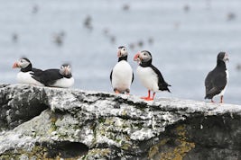 The Puffins in Iceland views us from only yards away.