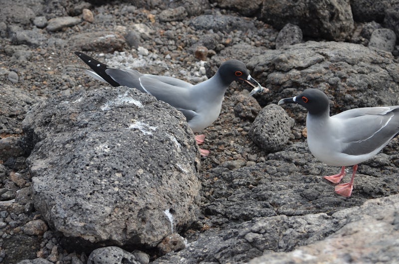 Galapagos Gulls at feeding time
