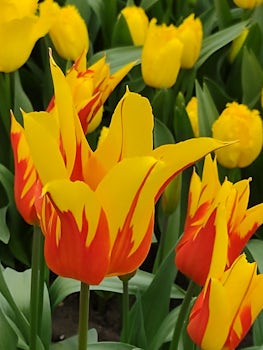 One of the many varieties of tulips