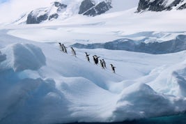 Adelie Penguins on the march