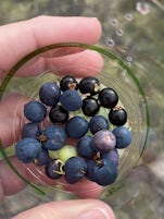 Picked blueberries and drank water straight from the stream!! 