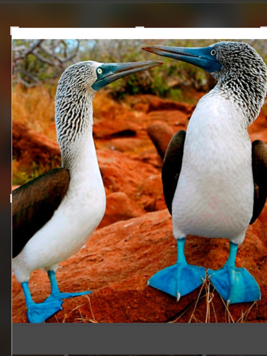 This is a pair of courting blue footed boobies