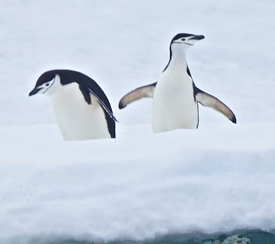 Chinstrap Penguins - Enterprise Island