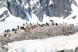 Numerous Chinstrap Penguins on the rocks.