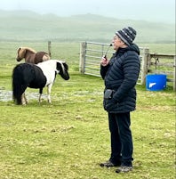 Carol's Ponies, Shetland