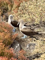 Blue footed boobys