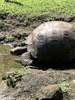 Giant tortoises 