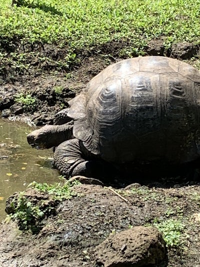 Giant tortoises 