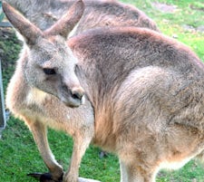 Kangaroo at Bonorong Wildlife Sanctuary, Tasmania