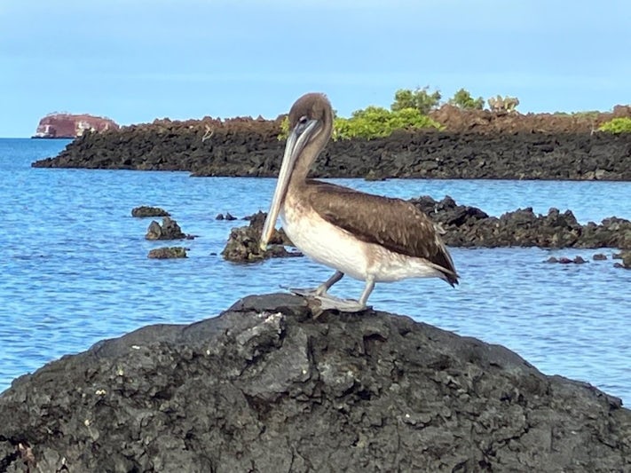 A Brown Pelican. One f the many species of wildlife we saw on this cruise!