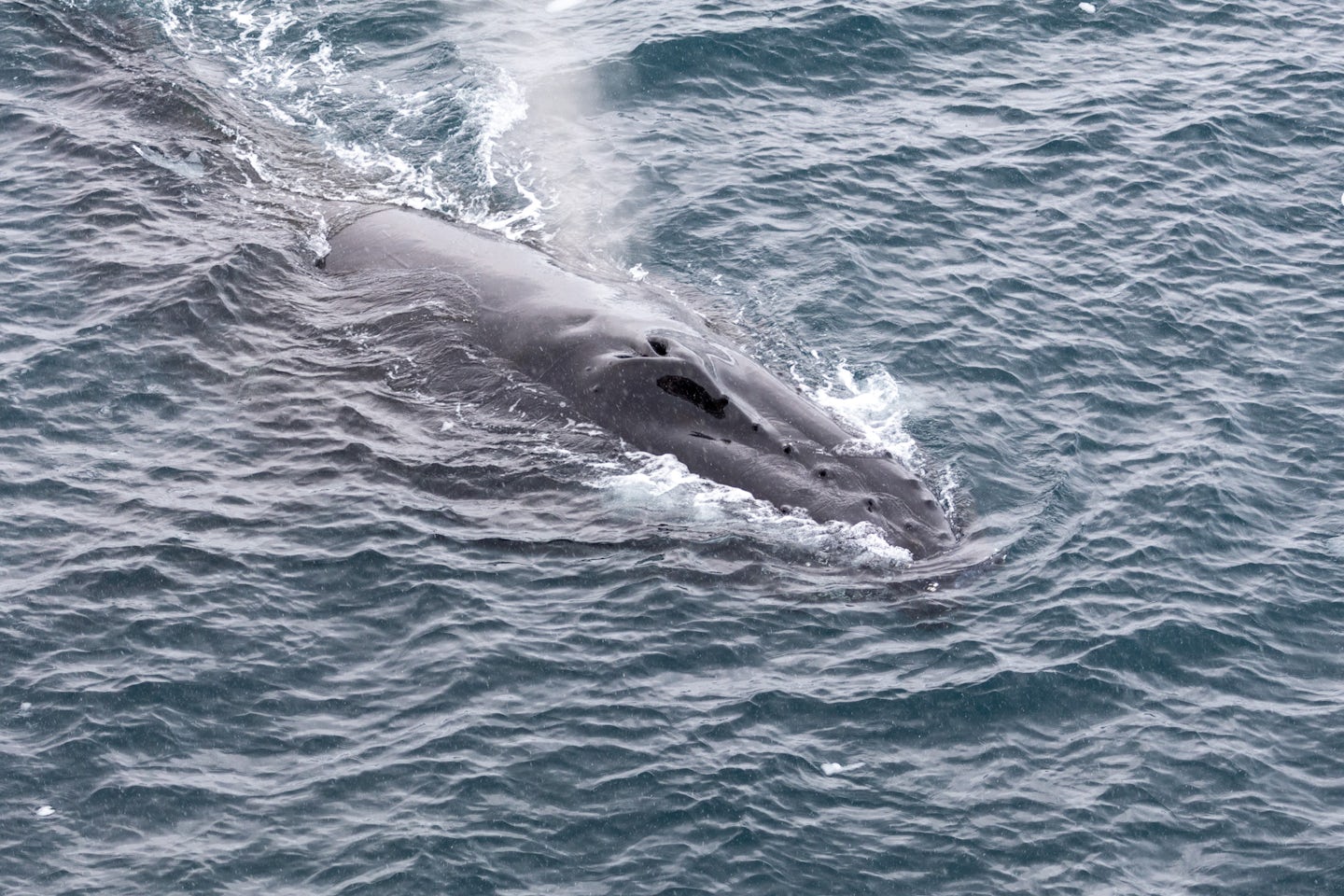 Photo of humpback whale taken from our balcony