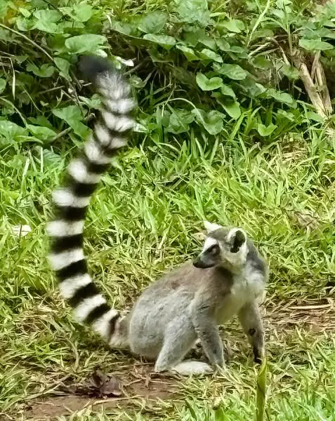 Norwegian Dawn BVI Reviews | Cruise Critic