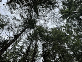 Tongass Forest Hike in Juneau