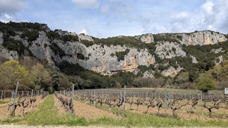 Vineyard near Ardèche Gorge (optional shore excursion)