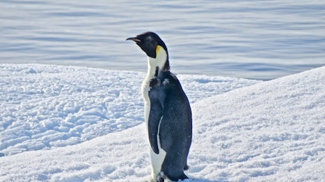 Juvenile Emperor Penguin