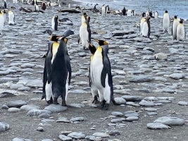 King Penguins on South Georgia Island.  