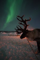 Northern Lights and a reindeer