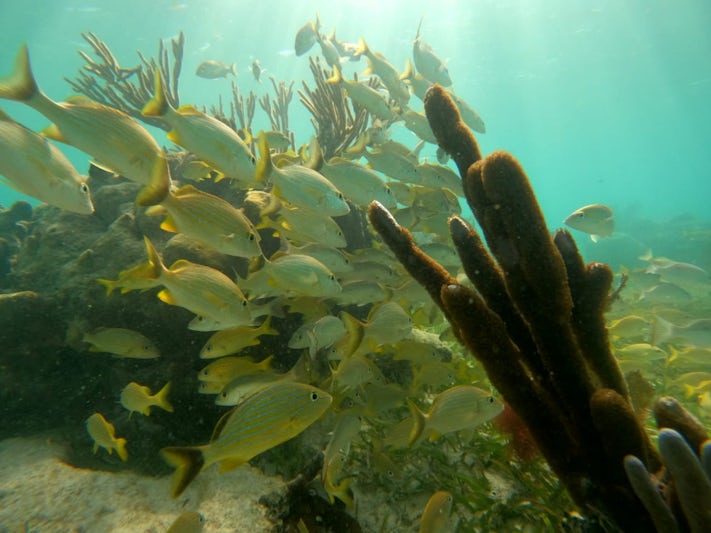 Costa Maya snorkel trip 
Schools of fish