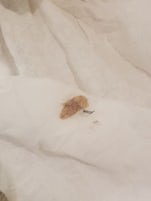 Bug in the bed