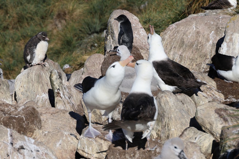 Albatross and Rock Hopper Penguin Colony, New Island, Falklands.